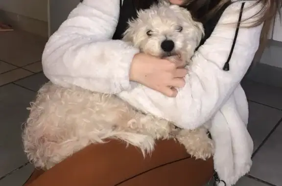 Animaux perdus Roquefort, photo: Bichon blanc perdu - Rue Burlas