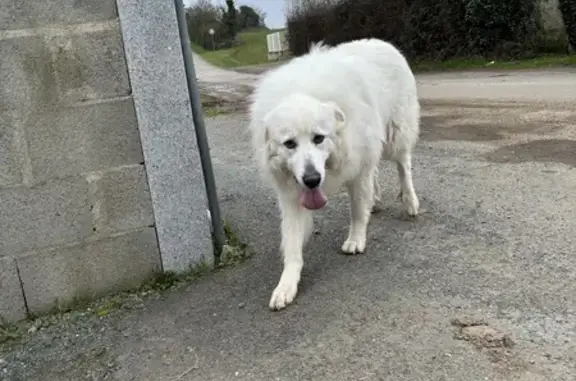 Chien blanc craintif trouvé à Buxerolles - photo