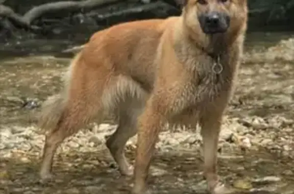 Chien perdu Le Pont-de-Claix, photo : Chien perdu le 4 février - Aidez!