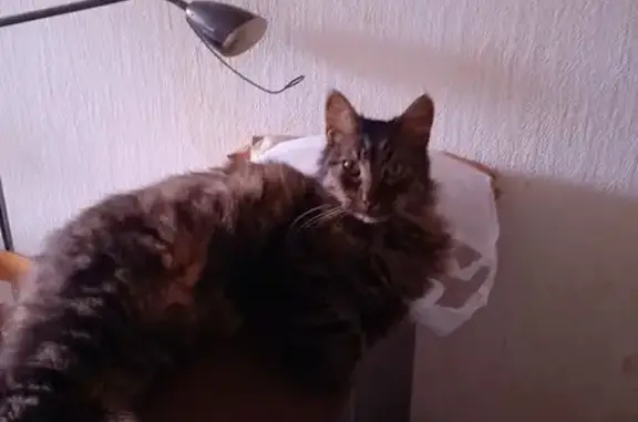 Chat perdu retrouvé Rue Maupas - photo