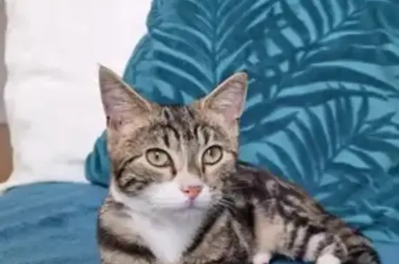 Animaux perdus Hyères, photo: Chat perdu à Hyères, 3 ans