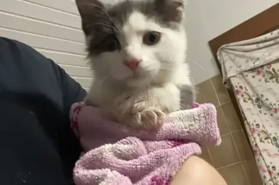 Chaton gris et blanc retrouvé - photo