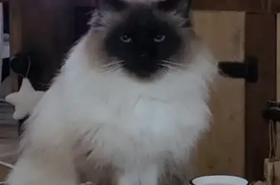 Chat perdu, Firminy, photo: Avis de recherche : Nouky, Birman