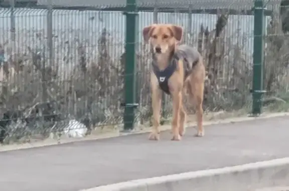 Chien craintif trouvé à Colmar - photo