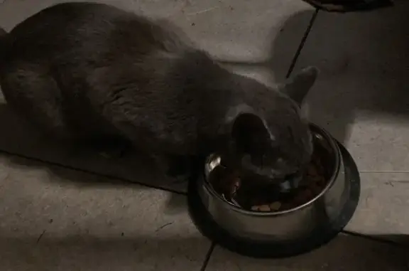 Chat Chartreux trouvé à Thal-Marmoutier - photo