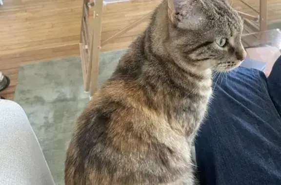 Chat perdu, Paris, photo: Chatte rousse perdue - Paris
