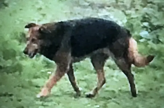 Chien croisé égaré au Conquet - photo