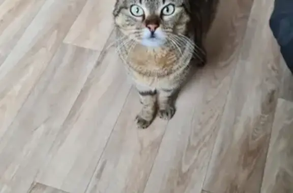 Chat sociable trouvé à Hédé-Bazouges - photo