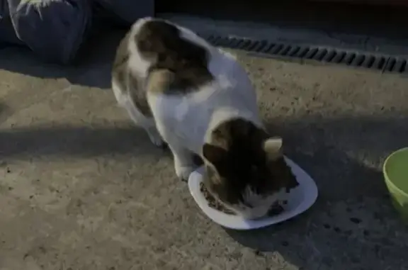 Chat blanc/marron doux trouvé - photo