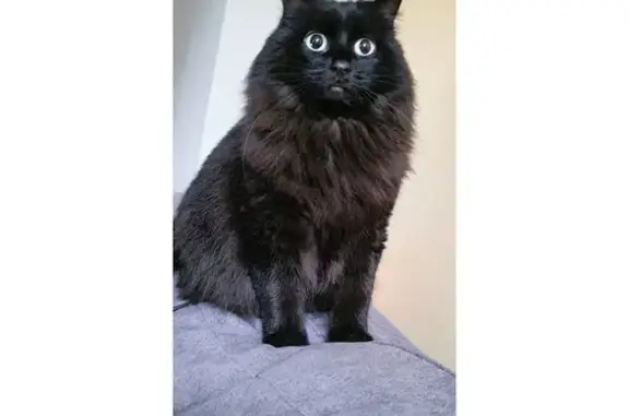 Animaux perdus , photo: Chatte noire aux yeux verts perdue