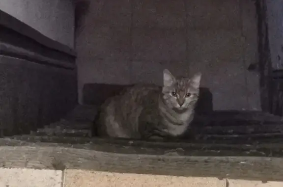 Chat égaré rue du Vingtain - photo