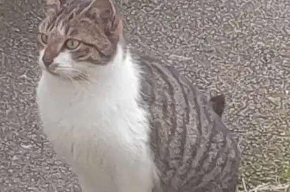 Chat perdu à Attin cherche foyer - photo