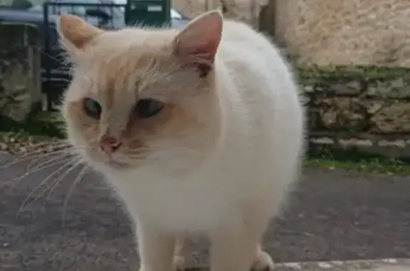 Chat crème retrouvé à Carennac - photo