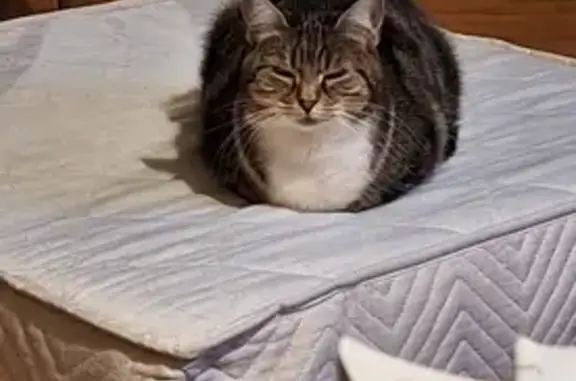 Animaux perdus Baugé-en-Anjou, photo: Chat tricolore perdu à Baugé