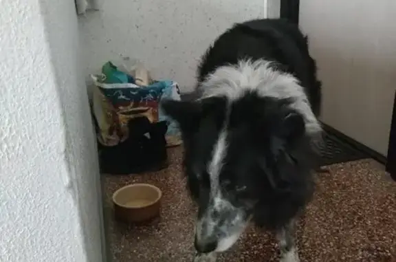 Chien trouvé Montlouis-sur-Loire, photo: Chien gentil trouvé à Montlouis