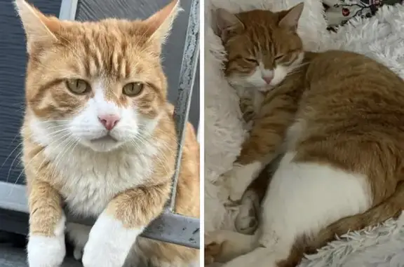 Animaux perdus Crouy, photo: Chat roux Scar perdu à Crouy