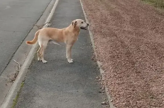 Chien perdu retrouvé à Loffre - photo