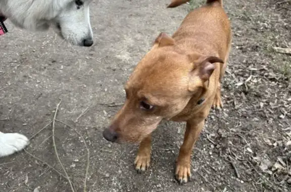Chien marron perdu à Tourcoing - photo