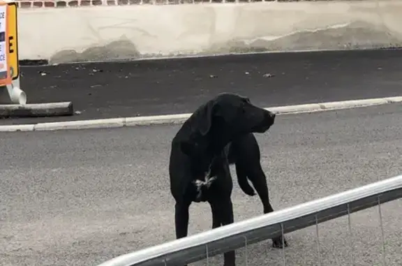 Chien noir craintif trouvé à Prouvy - photo
