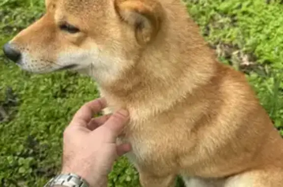Chien perdu sauvé à Cubzac - photo