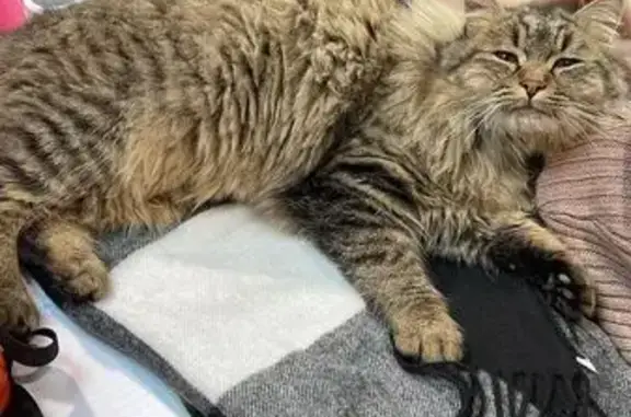 Chat trouvé à Jonquières - photo