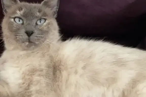 Chat perdu, Boulogne-sur-Mer, photo: Chat écru-grisé perdu à Boulogne