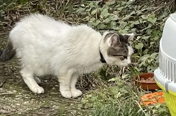 Chat errant au collier à Béhasque - photo