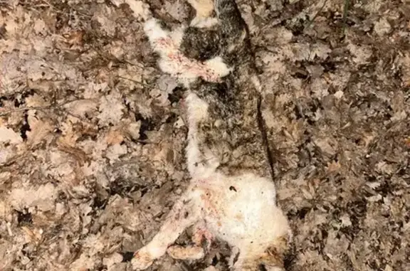 Chat trouvé mort à Ruffec - photo