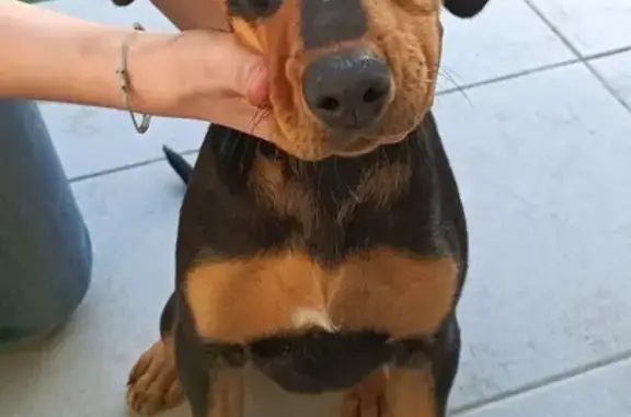 Chiot retrouvé à Teyran - photo