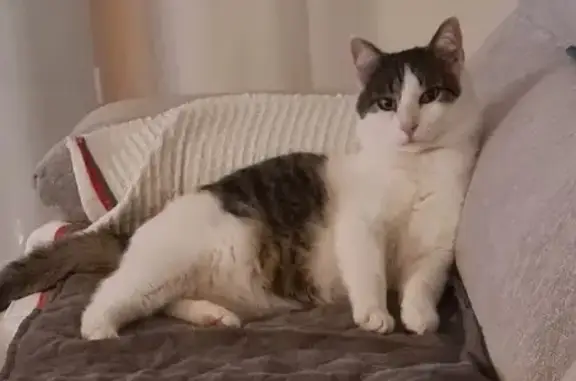 Animaux perdus Saint-Léonard, photo: Chat Chippeur disparu à Saint-Léonard