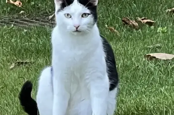 Animaux perdus Le Plessis-Trévise, photo: Chat noir et blanc perdu