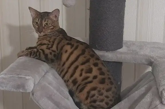 Chat perdu, Châteaubernard, photo: Chatte gestante Ubay perdue