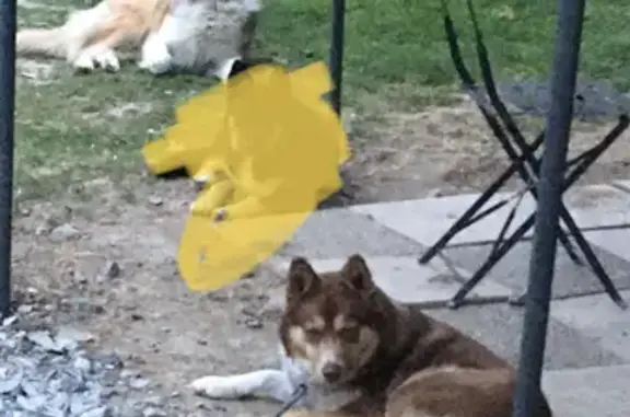 Chien perdu , photo : Alerte: Kiara et Pepsie échappées