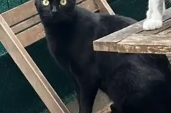 Chat perdu, Cergy, photo: Chat noir George perdu à Cergy