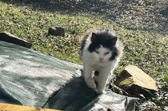 Chat noir et blanc perdu, affamé - photo