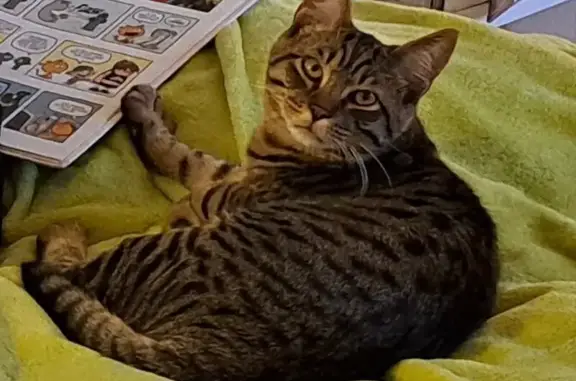 Animaux perdus Cagnes-sur-Mer, photo: Chaton tigré perdu - Bréguières