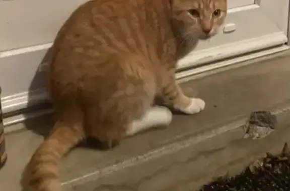 Jeune chat roux trouvé à Valencay - photo