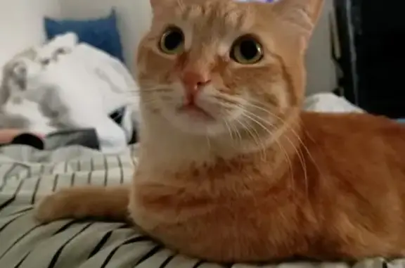 Lost Ginger Cat in Kwinana - Help Find Him!