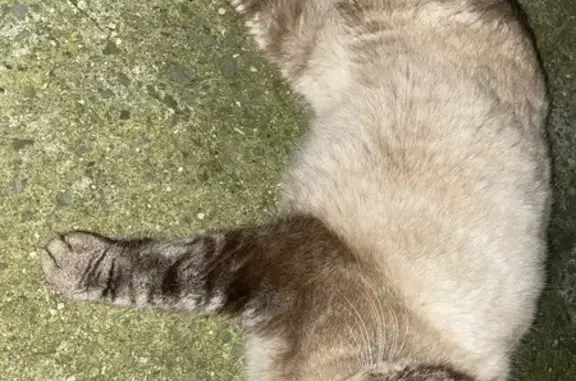Chatonne tripode trouvée à Douai - photo