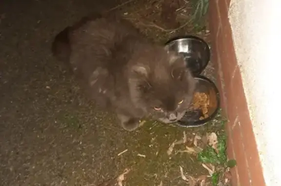 Chat gris collier trouvé à Maurens - photo