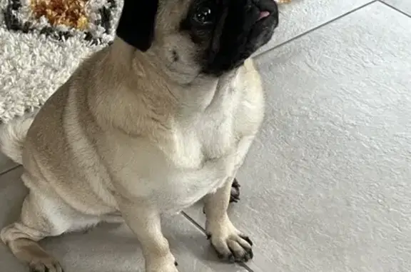 Chien perdu Herrlisheim, photo : Carlin beige perdu à Herrlisheim