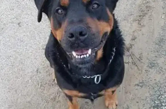 Chien perdu Longueil-Annel, photo : Chien croisé Rottweiler perdu