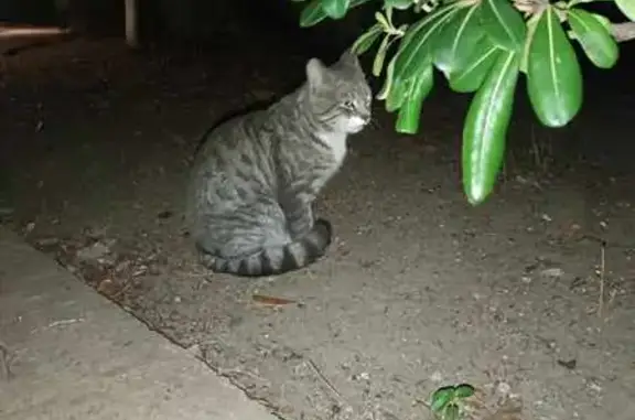 Chat perdu boulevard St-Jean - photo