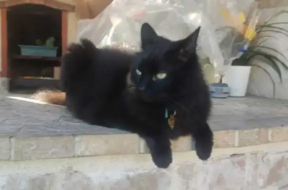 Chat perdu, Le Thor, photo: Chat noir poil long perdu - Le Thor