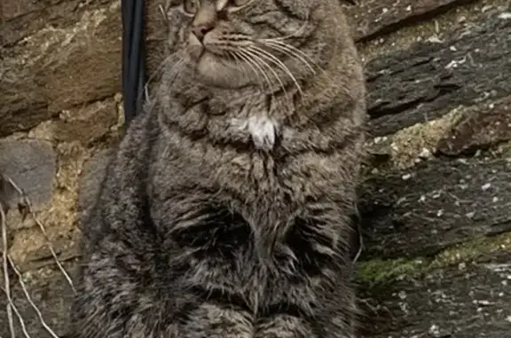 Animaux perdus , photo: Chat Tigré Perdu - St Just
