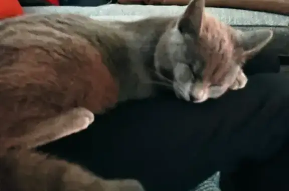 Animaux trouvés Saint-Maurice-de-Beynost, photo: Chat gris chartreux unijambiste trouvé