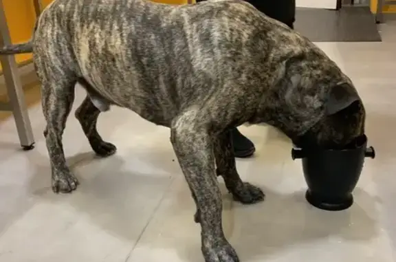 Chien doux trouvé à Lézignan-Corbières - photo