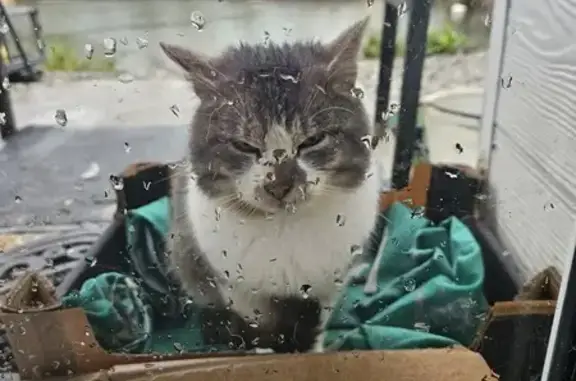 Chat affectueux trouvé à Fléchin - photo