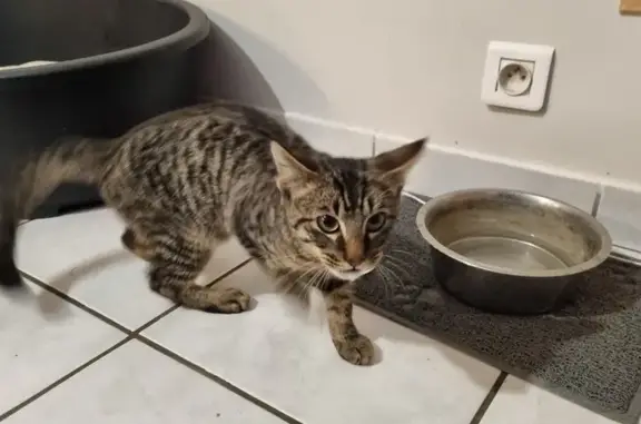 Chat trouvé Loudun, photo: Chaton européen trouvé à Loudun