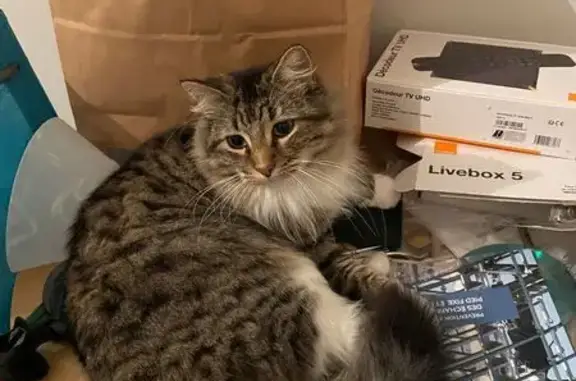 Chat perdu, Châteauneuf-sur-Charente, photo: Chat tigré blanc perdu